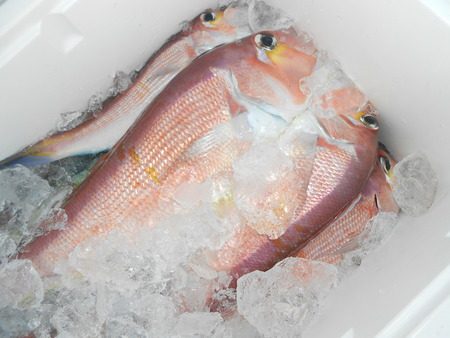 こうゆう丸 釣果