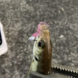 タックルのラインナップに加えたくなる宵姫シリーズ【がまかつ LUXXE宵姫　インプレッション】