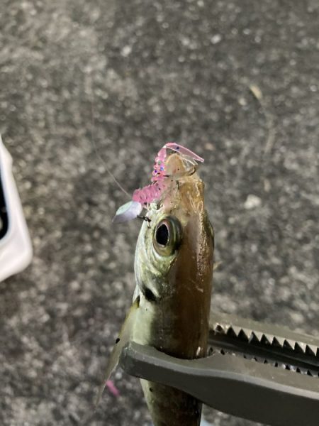 タックルのラインナップに加えたくなる宵姫シリーズ【がまかつ LUXXE宵姫　インプレッション】