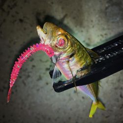 トレモロAJの2.6inchはいろんな状況に対応できる！【がまかつ LUXXE宵姫　インプレッション】