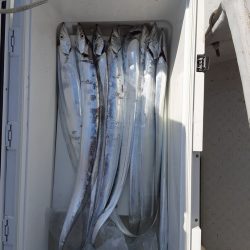 遊漁船 遊友 釣果