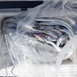 遊漁船 遊友 釣果