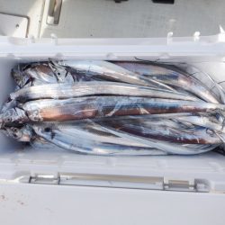 遊漁船 遊友 釣果