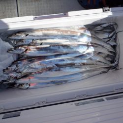 遊漁船 遊友 釣果