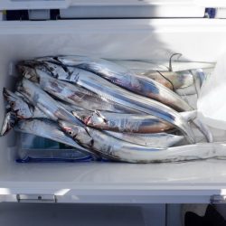 遊漁船 遊友 釣果