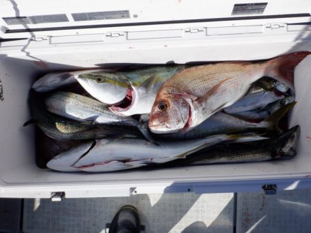 遊漁船 遊友 釣果