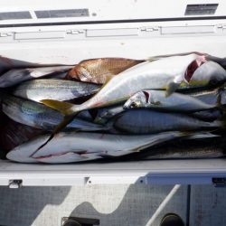 遊漁船 遊友 釣果