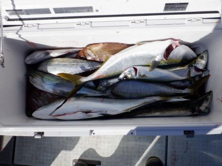 遊漁船 遊友 釣果