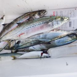 遊漁船 遊友 釣果