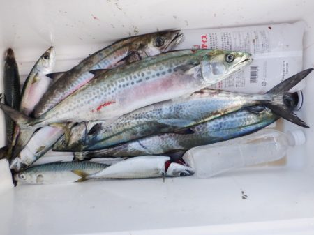 遊漁船 遊友 釣果