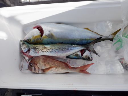 遊漁船 遊友 釣果