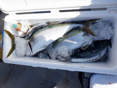 遊漁船 遊友 釣果