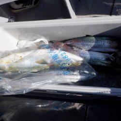 遊漁船 遊友 釣果