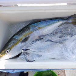 遊漁船 遊友 釣果