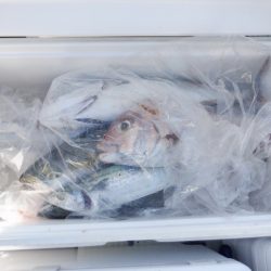 遊漁船 遊友 釣果