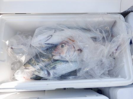 遊漁船 遊友 釣果