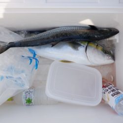 遊漁船 遊友 釣果