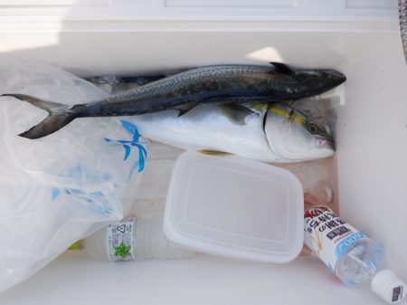 遊漁船 遊友 釣果