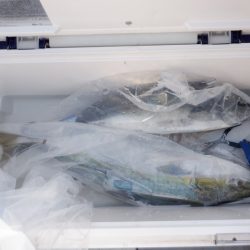 遊漁船 遊友 釣果