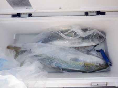 遊漁船 遊友 釣果