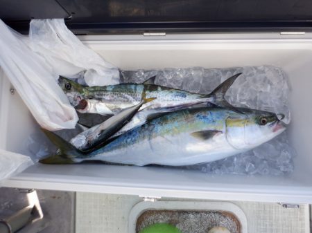 遊漁船 遊友 釣果