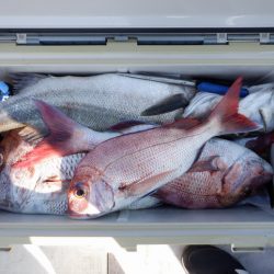 遊漁船 遊友 釣果