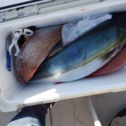 遊漁船 遊友 釣果