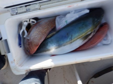 遊漁船 遊友 釣果