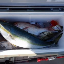 遊漁船 遊友 釣果