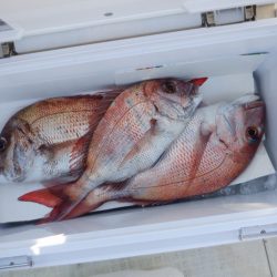 遊漁船 遊友 釣果