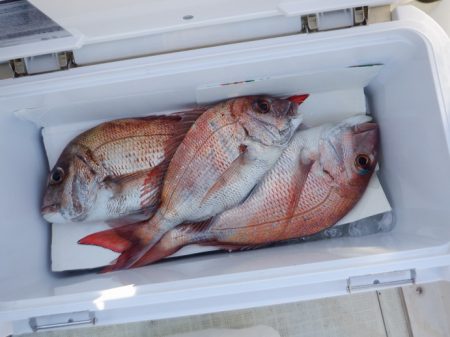 遊漁船 遊友 釣果