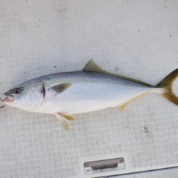 遊漁船 遊友 釣果