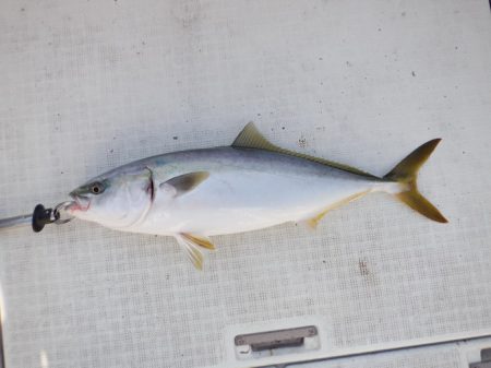 遊漁船 遊友 釣果