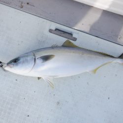 遊漁船 遊友 釣果