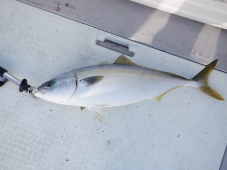 遊漁船 遊友 釣果