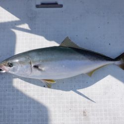 遊漁船 遊友 釣果