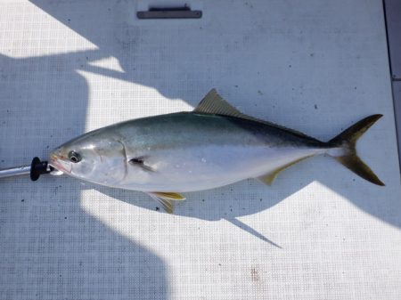 遊漁船 遊友 釣果