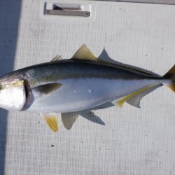 遊漁船 遊友 釣果