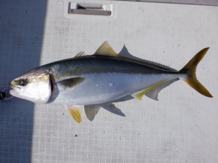 遊漁船 遊友 釣果