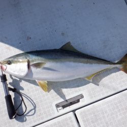 遊漁船 遊友 釣果