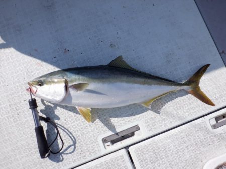 遊漁船 遊友 釣果