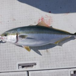 遊漁船 遊友 釣果