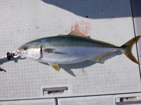 遊漁船 遊友 釣果