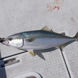 遊漁船 遊友 釣果