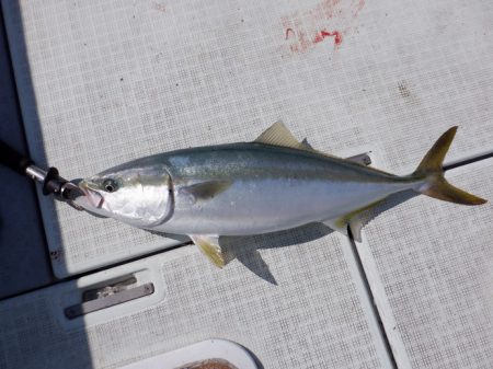 遊漁船 遊友 釣果