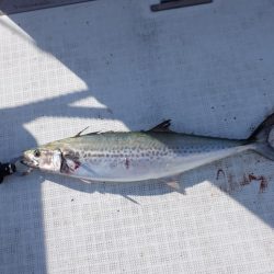 遊漁船 遊友 釣果