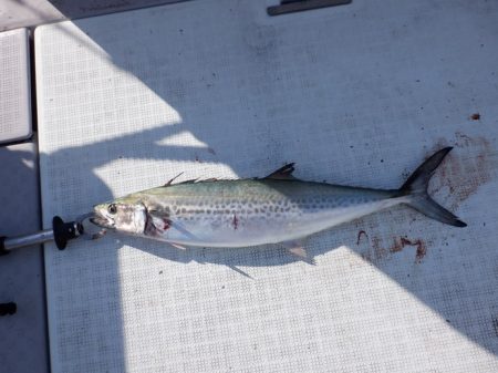 遊漁船 遊友 釣果