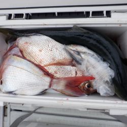 遊漁船 遊友 釣果