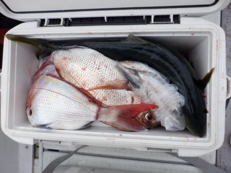 遊漁船 遊友 釣果