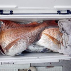 遊漁船 遊友 釣果